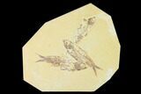 Trio of Fossil Fish (Knightia) - Green River Formation - Wyoming #136865-1